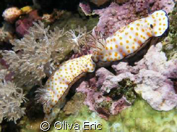 Nudibranche by Oliva Eric 